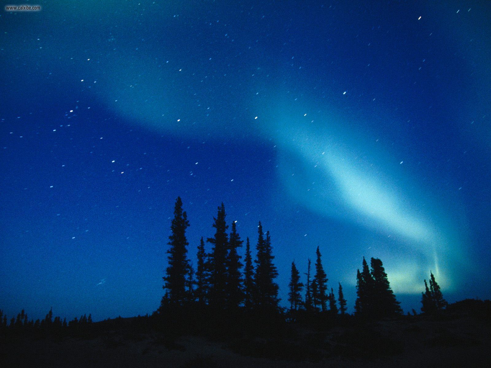 beautiful night sky wallpaper,sky,nature,aurora,tree,night