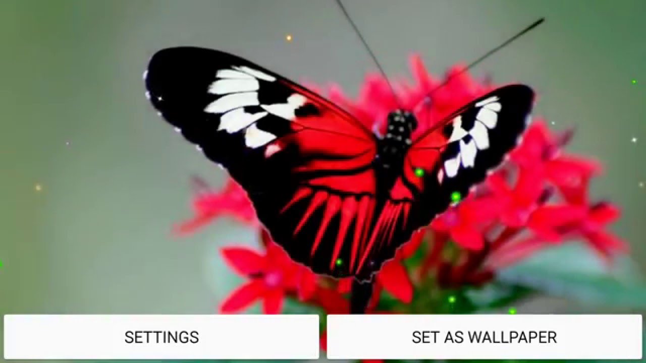 비행 나비 라이브 배경 화면,나방과 나비,나비,곤충,무척추 동물,브러시 발된 나비
