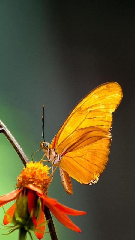 フライングバタフライライブ壁紙,蛾と蝶,バタフライ,昆虫,無脊椎動物,オレンジ