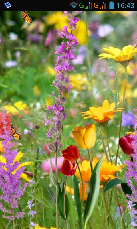 flying butterfly live wallpaper,flower,flowering plant,plant,wildflower,meadow