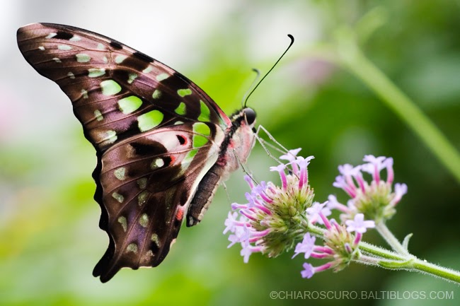 farfalla volante live wallpaper,falene e farfalle,la farfalla,cynthia subgenus,insetto,invertebrato