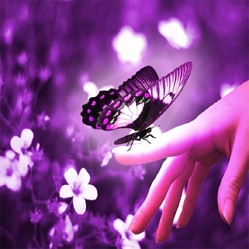 蝶のファッションの壁紙,バタフライ,紫の,バイオレット,昆虫,ラベンダー