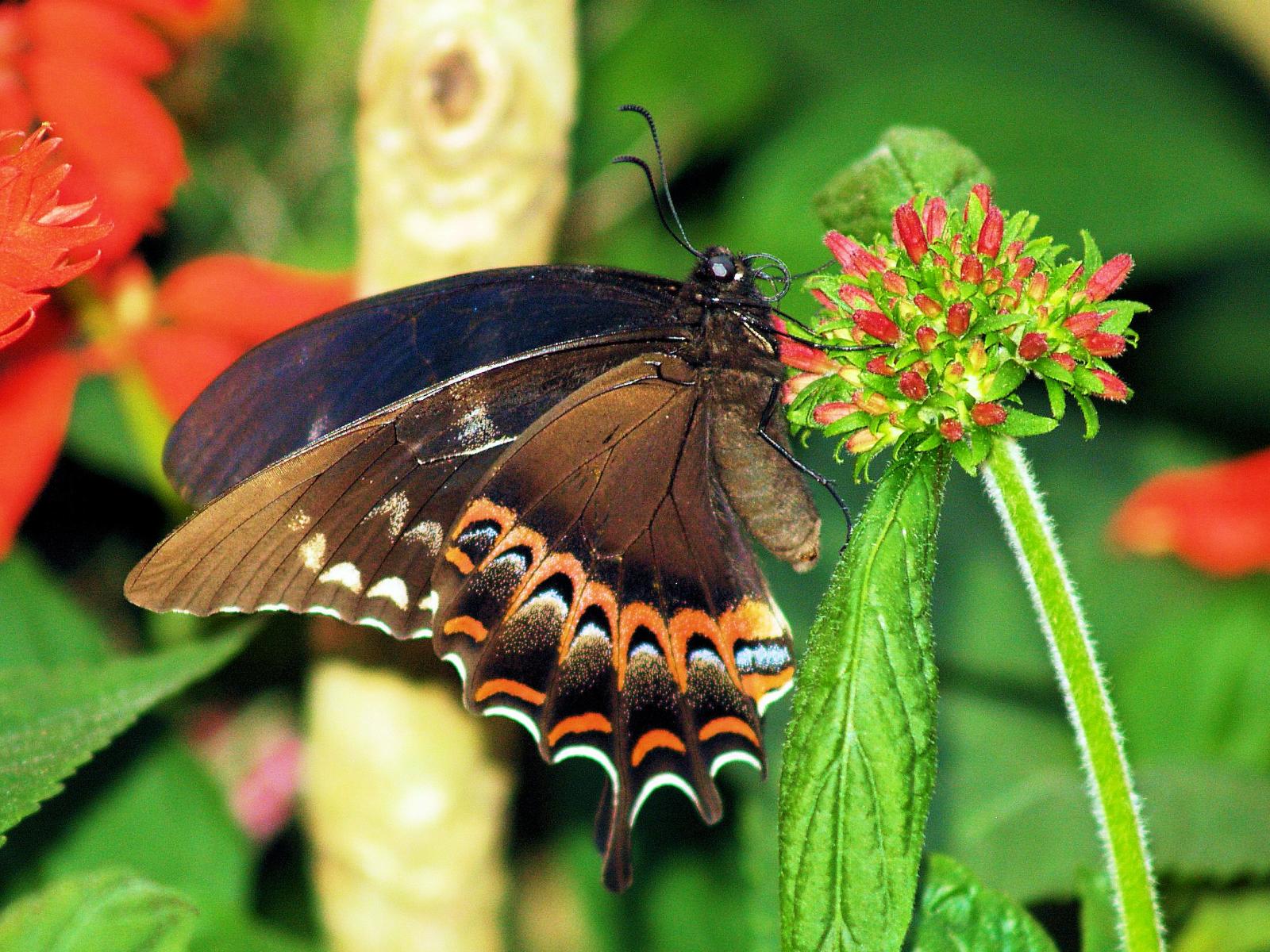 fondos de pantalla de moda mariposa,polillas y mariposas,mariposa,insecto,cola de golondrina negra,invertebrado