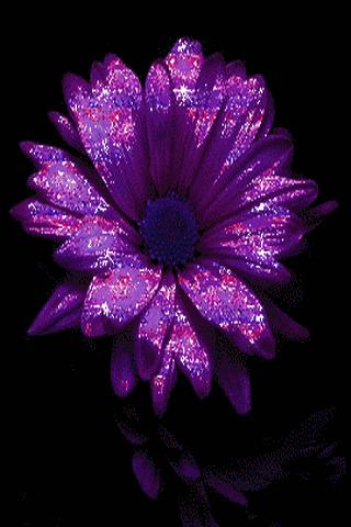 purple live wallpaper,violet,purple,petal,flower,pink