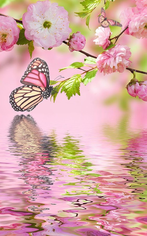 farfalla rosa live wallpaper,la farfalla,rosa,fiore,insetto,pianta