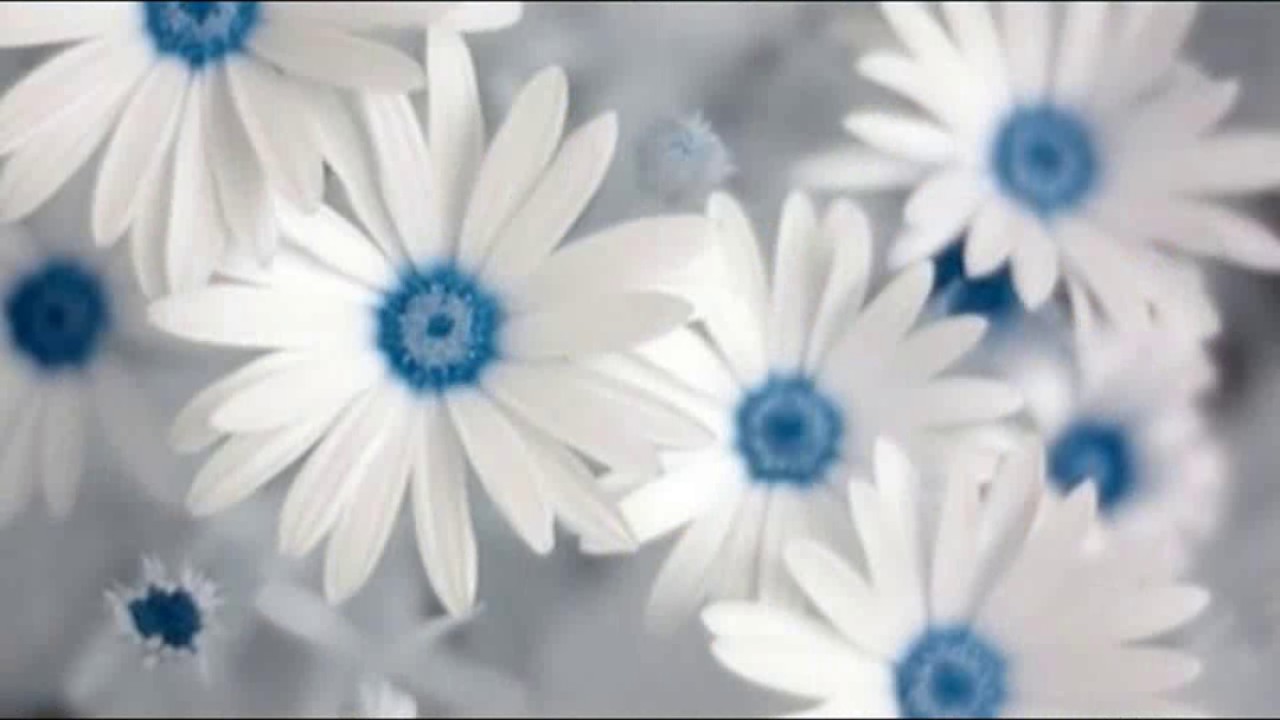papel tapiz de flores de whatsapp,azul,blanco,margarita,pétalo,flor