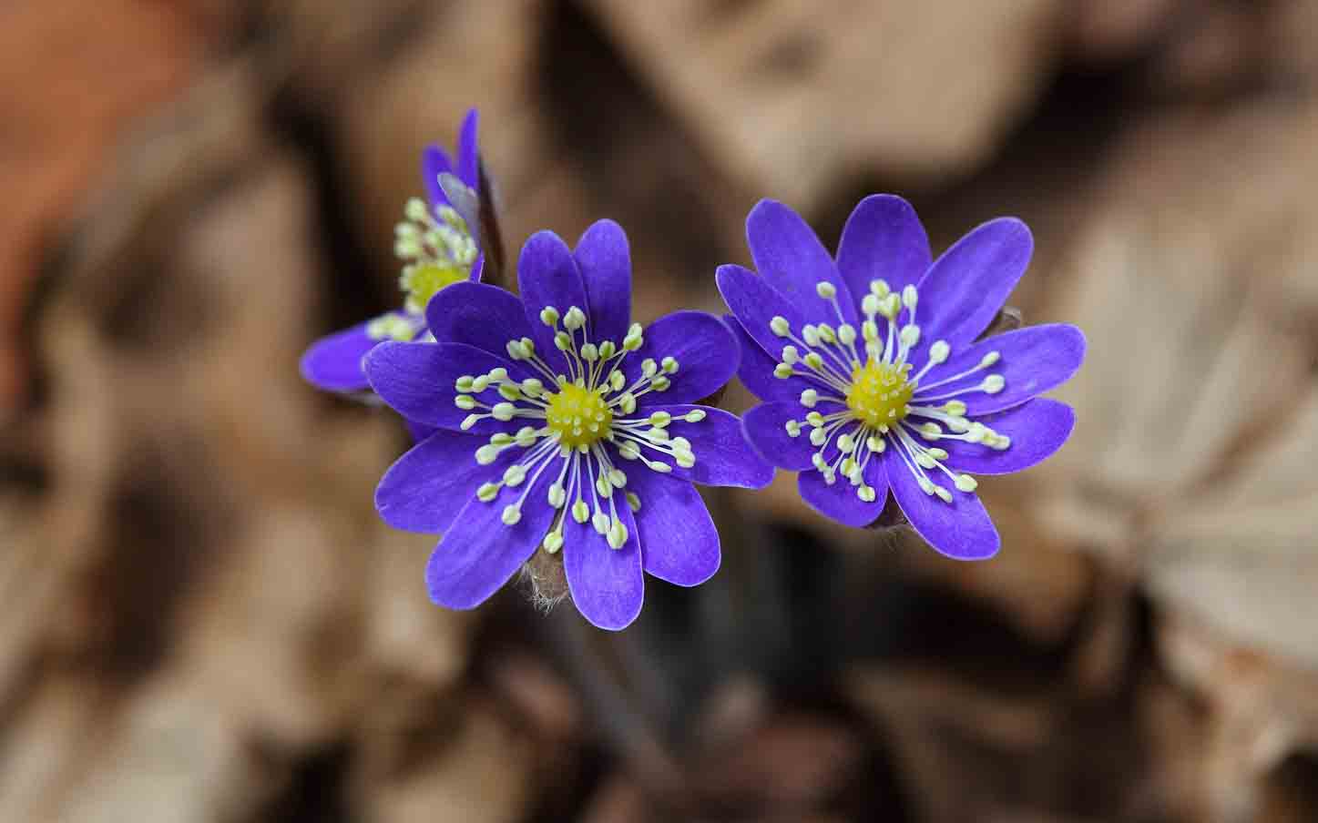 whatsapp blumentapete,blume,blühende pflanze,blütenblatt,rundblättriges leberblatt,blau