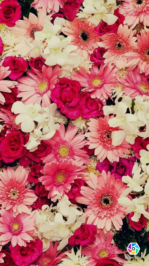 whatsapp flower wallpaper,flower,flowering plant,plant,cut flowers,pink