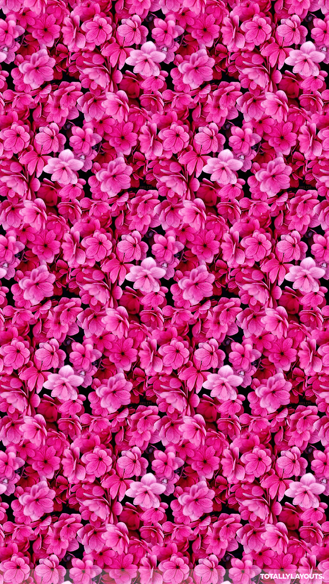 papel pintado rosado de whatsapp,rosado,pétalo,flor,planta,modelo