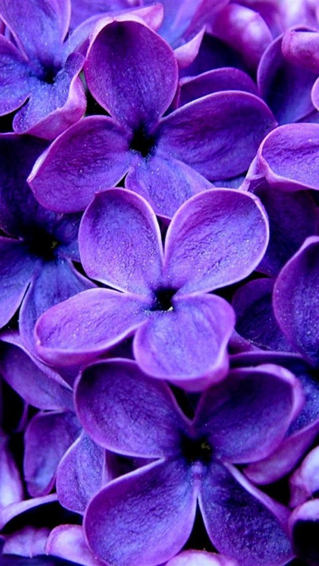 紫色の乙女チックな壁紙,開花植物,青い,バイオレット,花,花弁