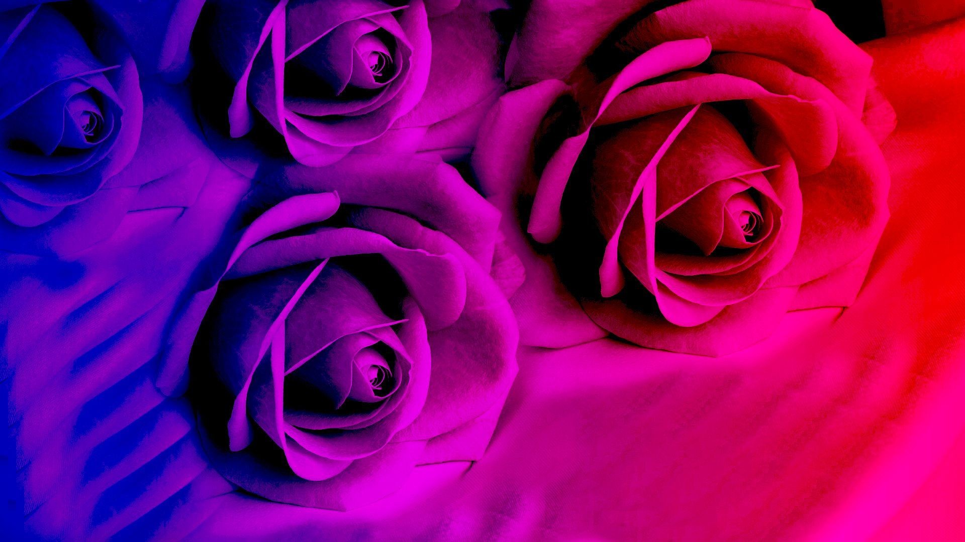 ネオンピンクの壁紙,ローズ,庭のバラ,開花植物,花,ピンク