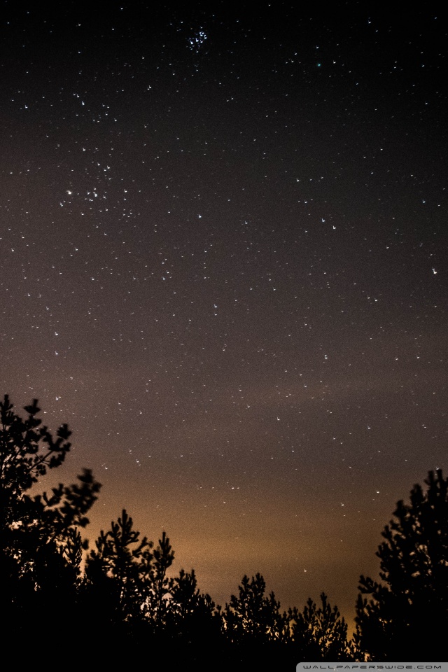 cielo lleno de estrellas fondo de pantalla,cielo,naturaleza,noche,atmósfera,árbol