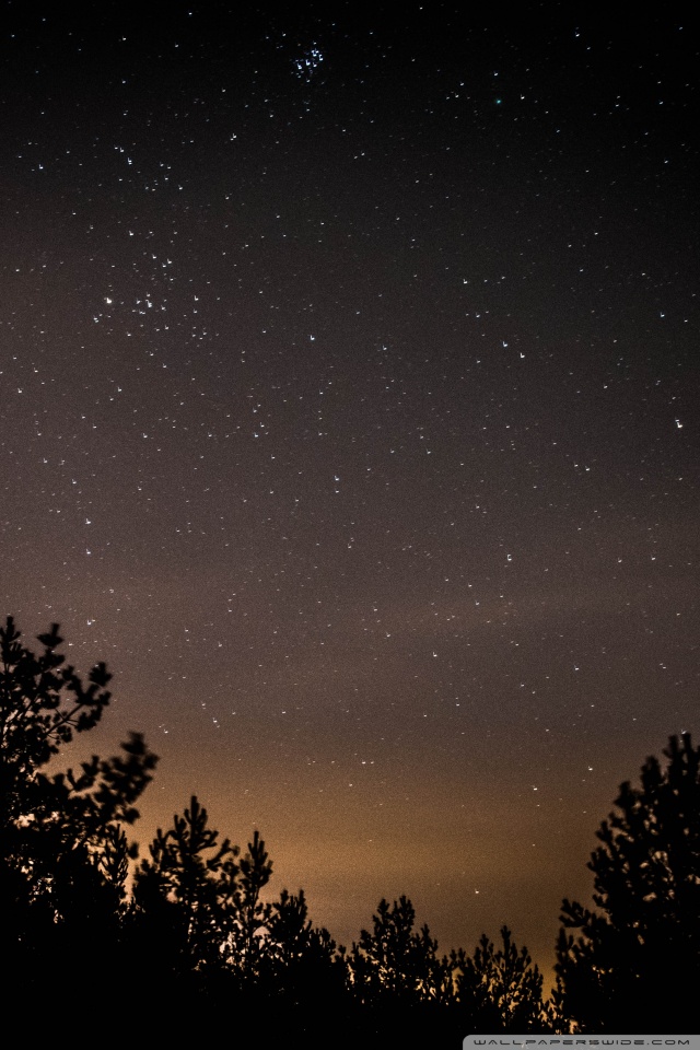 cielo pieno di stelle sfondo,cielo,natura,notte,atmosfera,albero