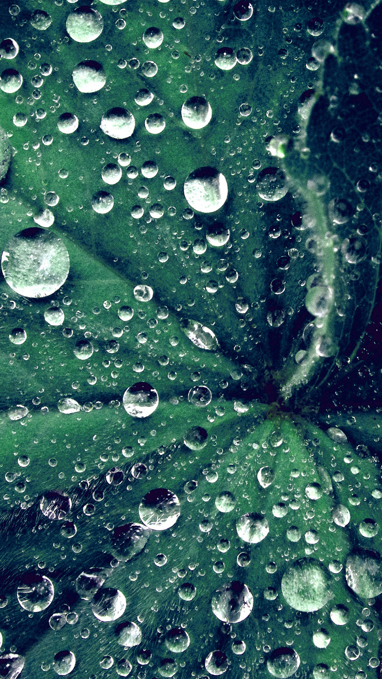 live wallpaper verde,rugiada,umidità,acqua,far cadere,verde