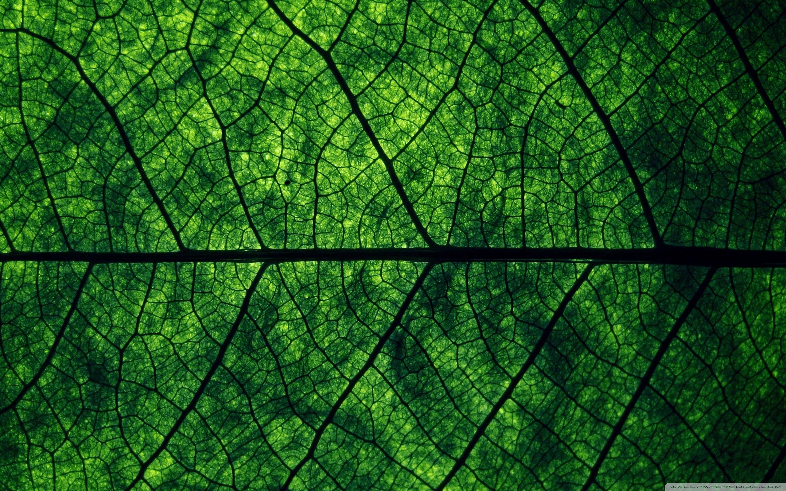 녹색 라이브 벽지,초록,잎,자연,선,나무