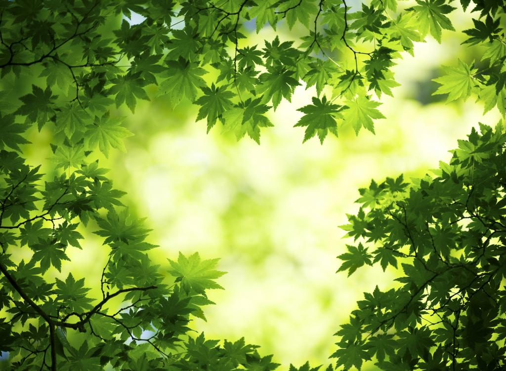 fondo de pantalla en vivo verde,verde,naturaleza,hoja,árbol,cielo