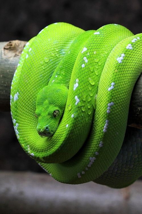 fondo de pantalla en vivo verde,serpiente,verde,serpiente verde lisa,serpiente,reptil