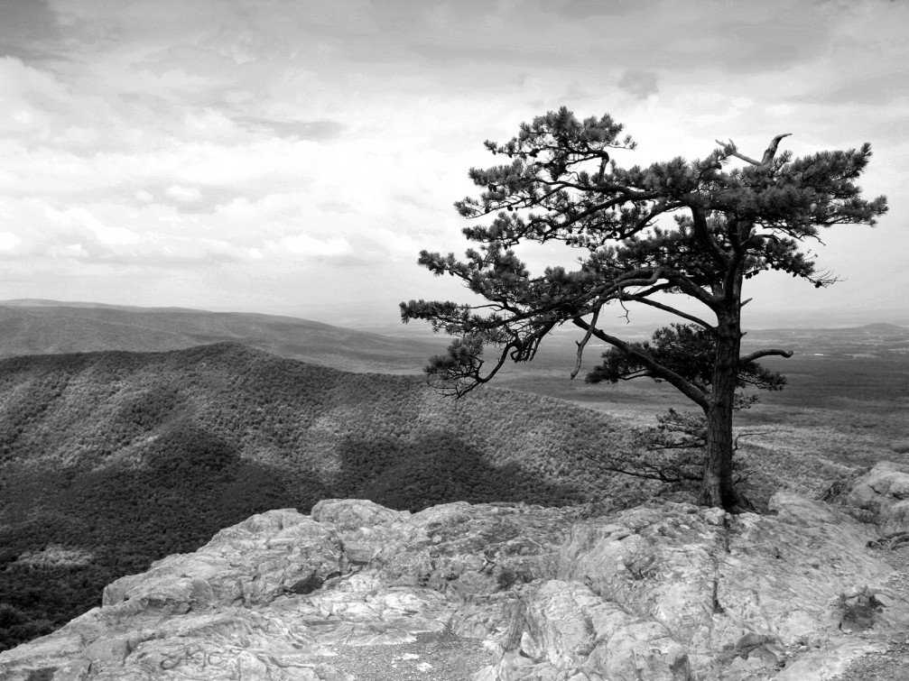 amazing black wallpaper,tree,nature,monochrome photography,black and white,natural landscape