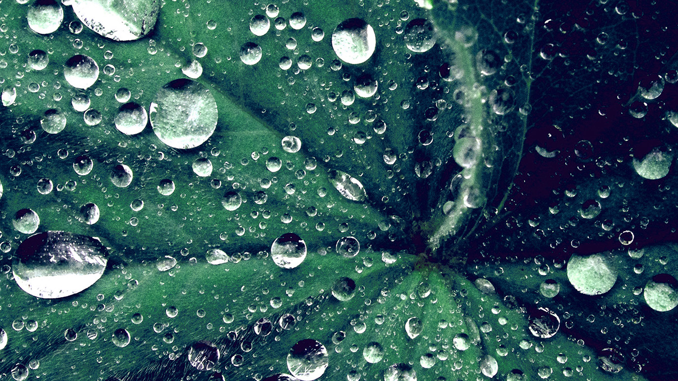green live wallpaper,dew,moisture,drop,water,green (662435) WallpaperUse