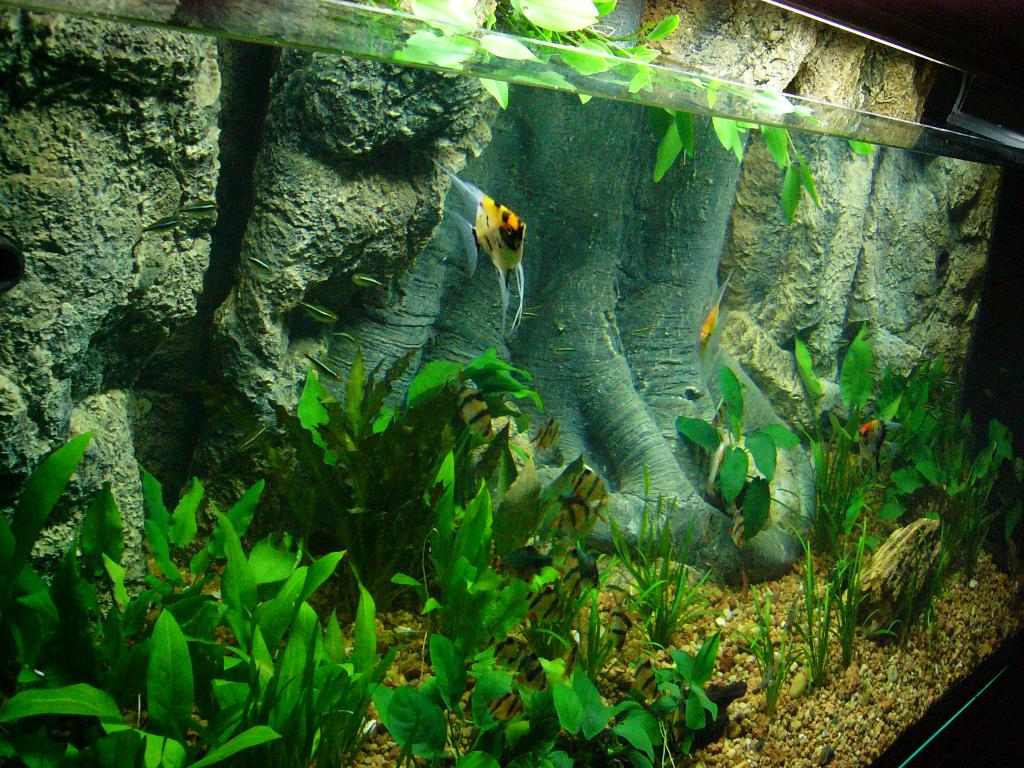 amazon 3d wallpaper,natura,acquario d'acqua dolce,acquario,pianta acquatica,pianta