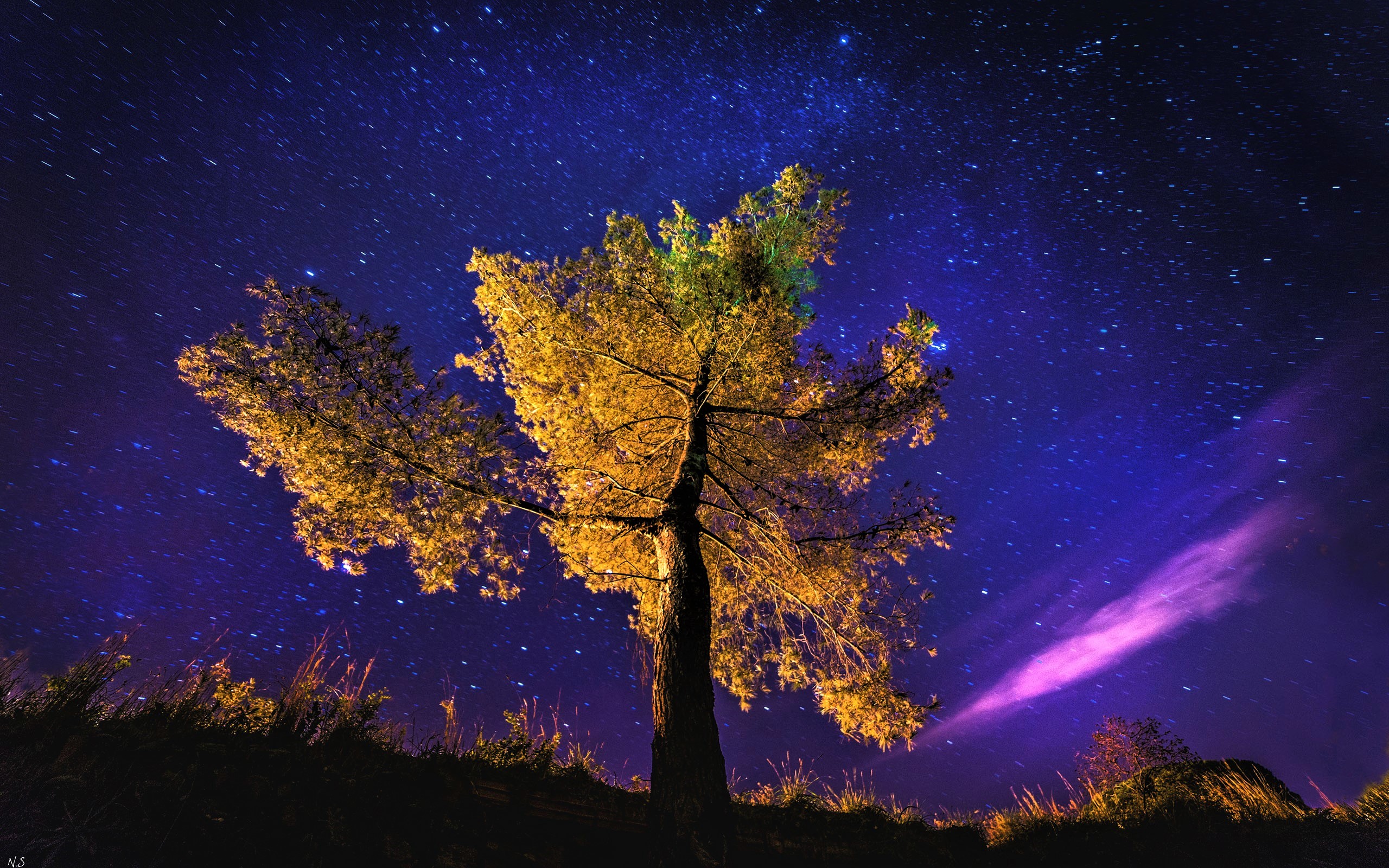 carta da parati alberi e stelle,cielo,natura,albero,paesaggio naturale,notte