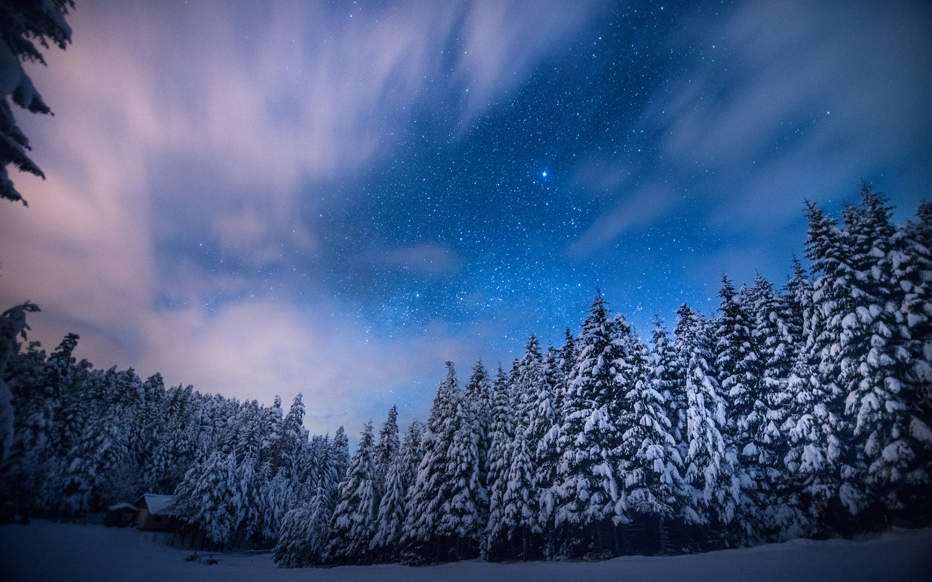 bäume und sterne tapete,himmel,winter,schnee,natur,blau