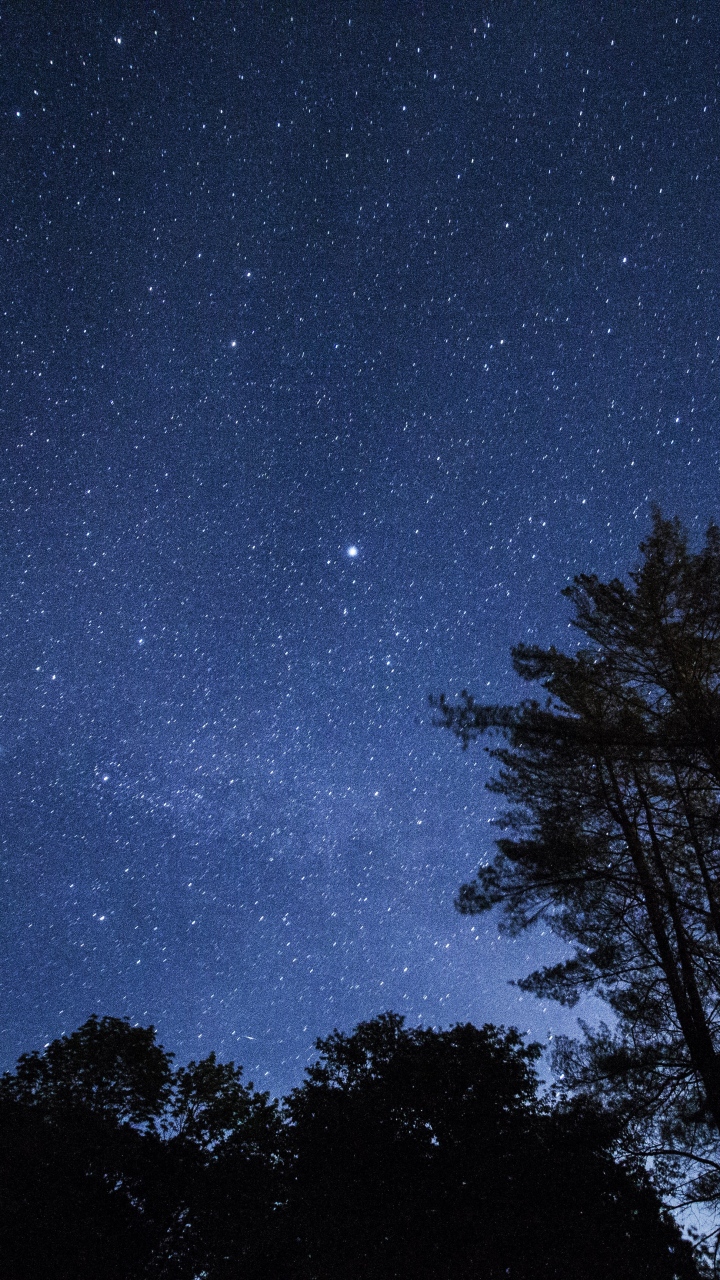 fondo de pantalla de árboles y estrellas,cielo,naturaleza,azul,noche,atmósfera