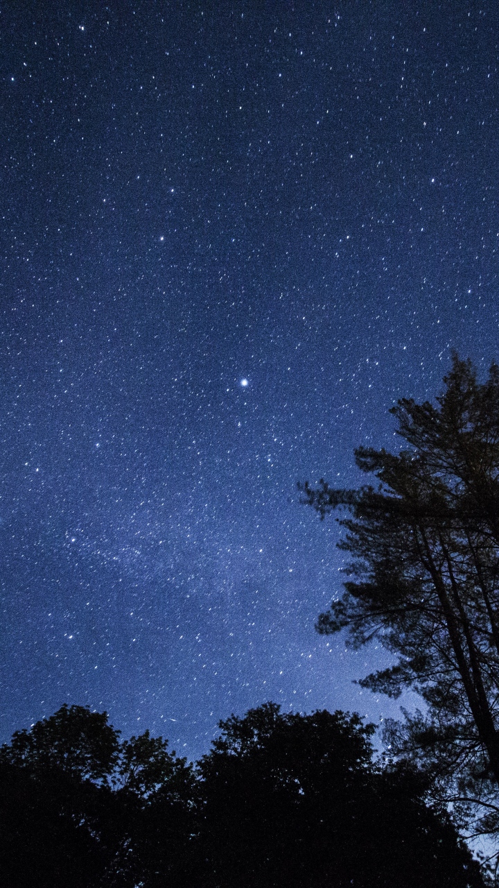 trees and stars wallpaper,sky,nature,blue,night,atmosphere