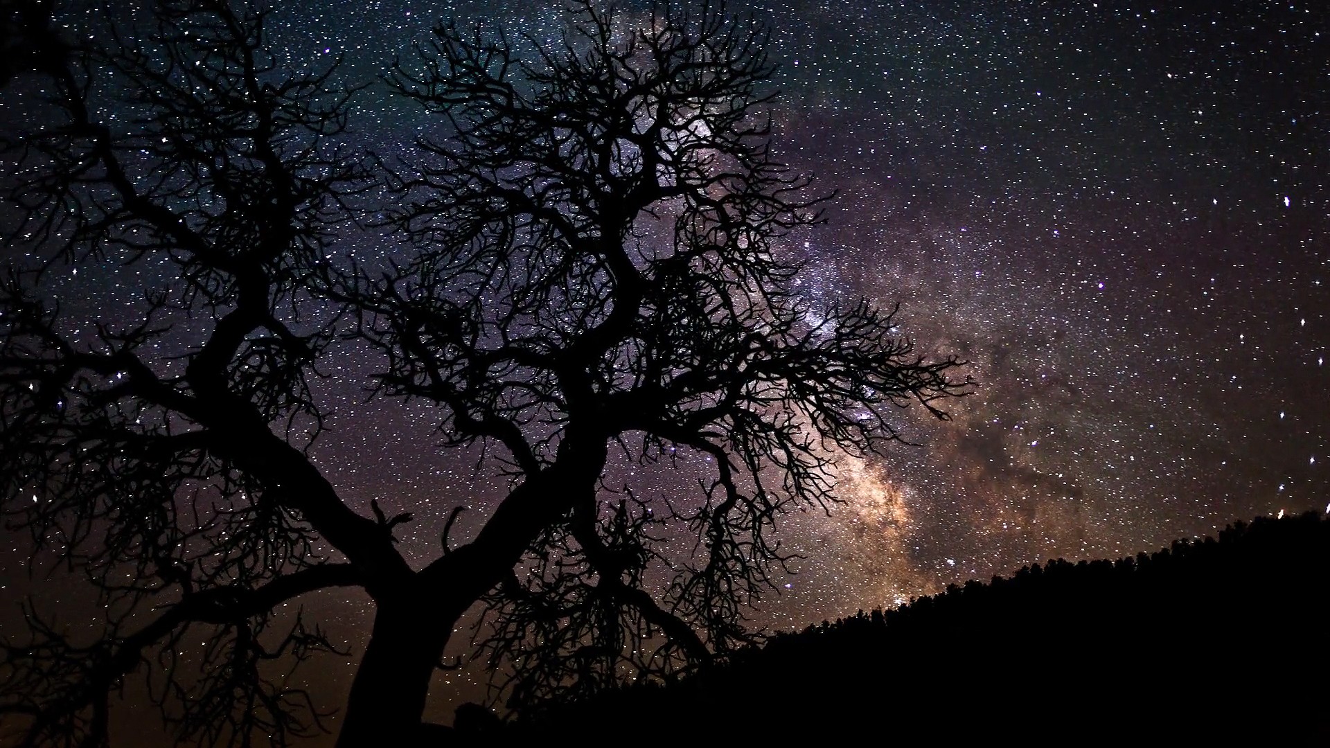 carta da parati alberi e stelle,cielo,albero,natura,notte,atmosfera