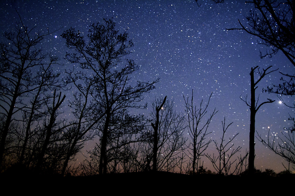 carta da parati alberi e stelle,cielo,natura,notte,albero,blu