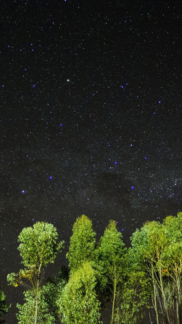 木と星の壁紙,空,自然,夜,木,雰囲気