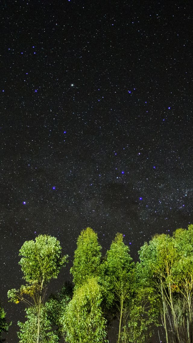 bäume und sterne tapete,himmel,natur,nacht,baum,atmosphäre