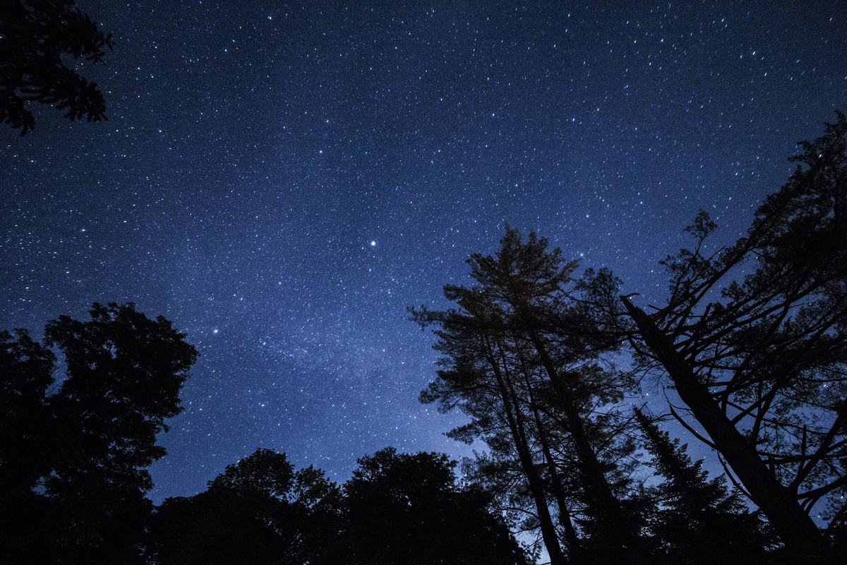 bäume und sterne tapete,himmel,natur,nacht,baum,star