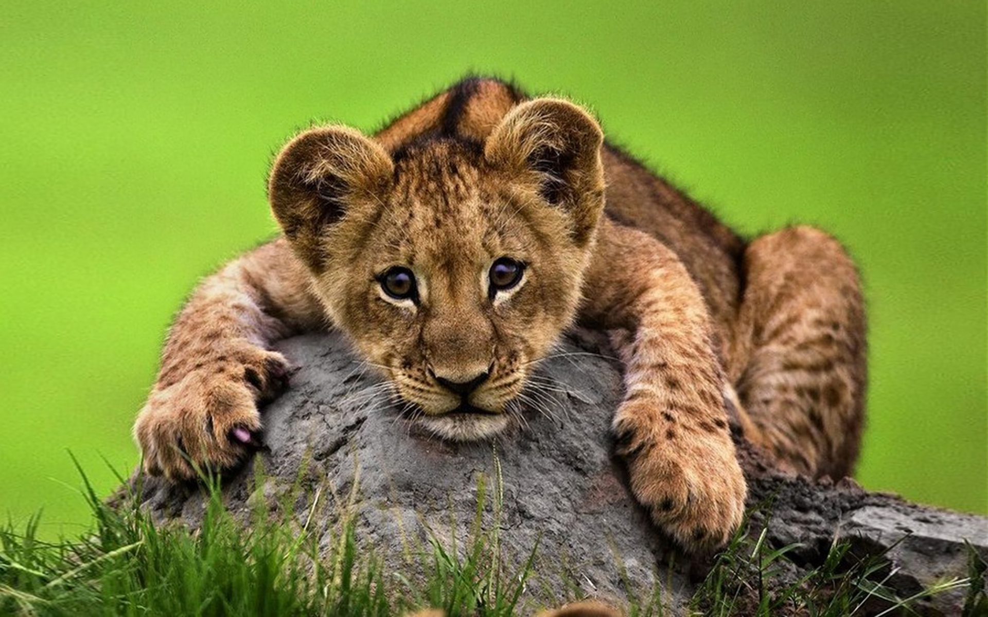 lion cub wallpaper,terrestrial animal,mammal,wildlife,vertebrate,felidae