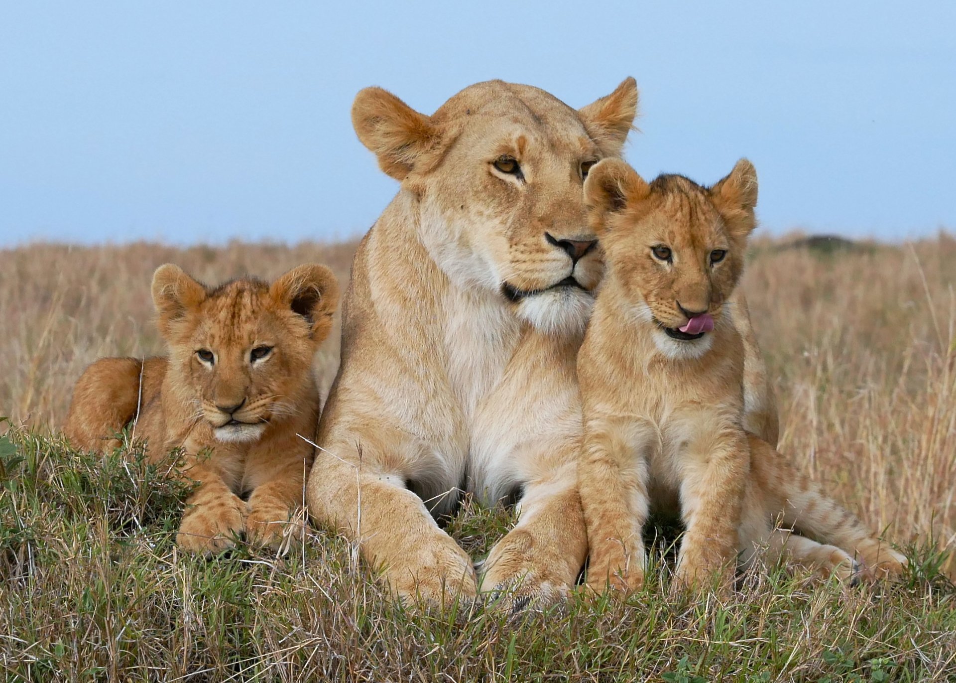 carta da parati cucciolo di leone,natura,animale terrestre,felidae,leone,grandi gatti