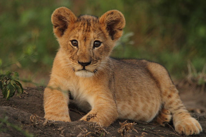 löwenjunges tapete,tierwelt,landtier,felidae,löwe,schnurrhaare