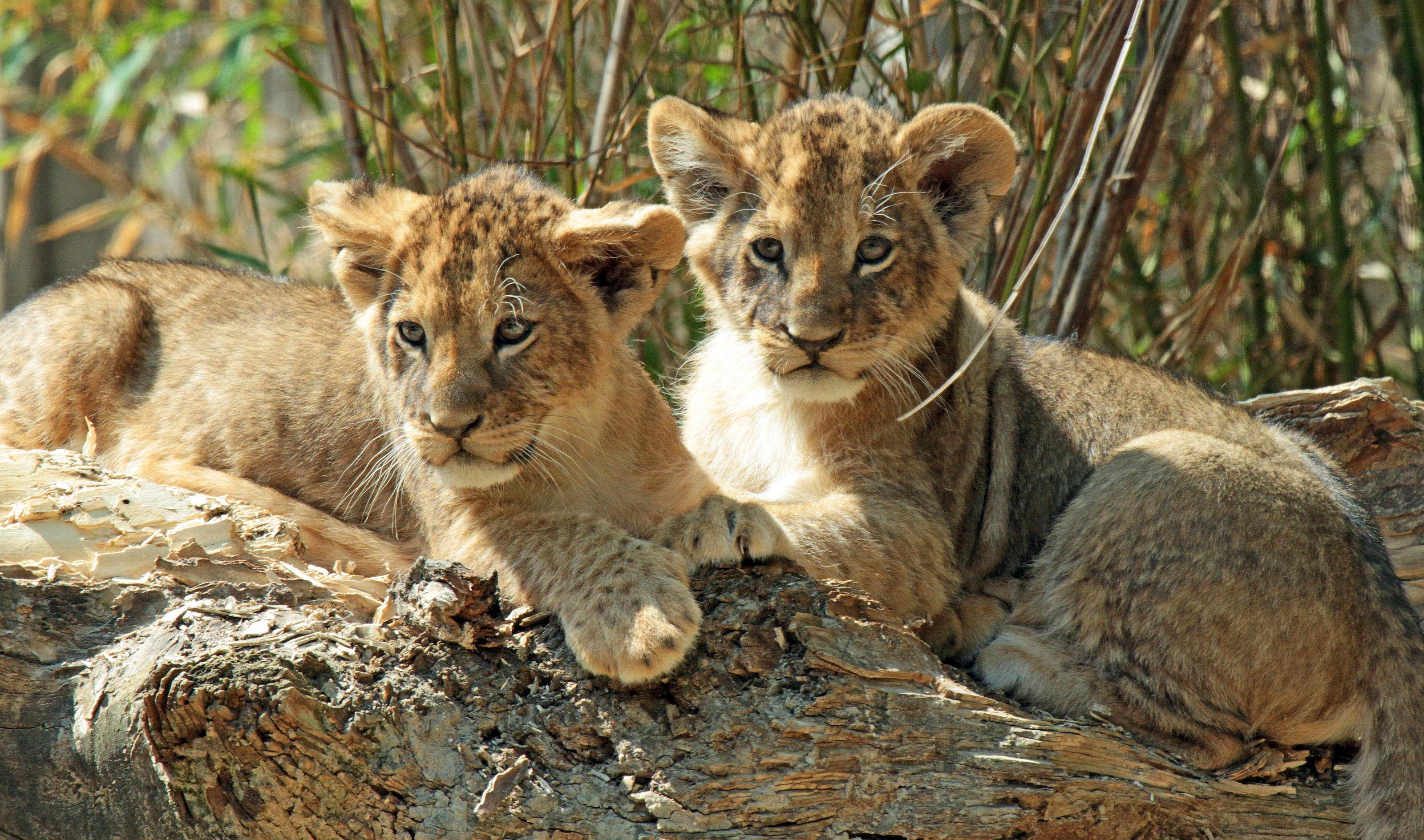 lion cub wallpaper,mammal,wildlife,terrestrial animal,vertebrate,felidae