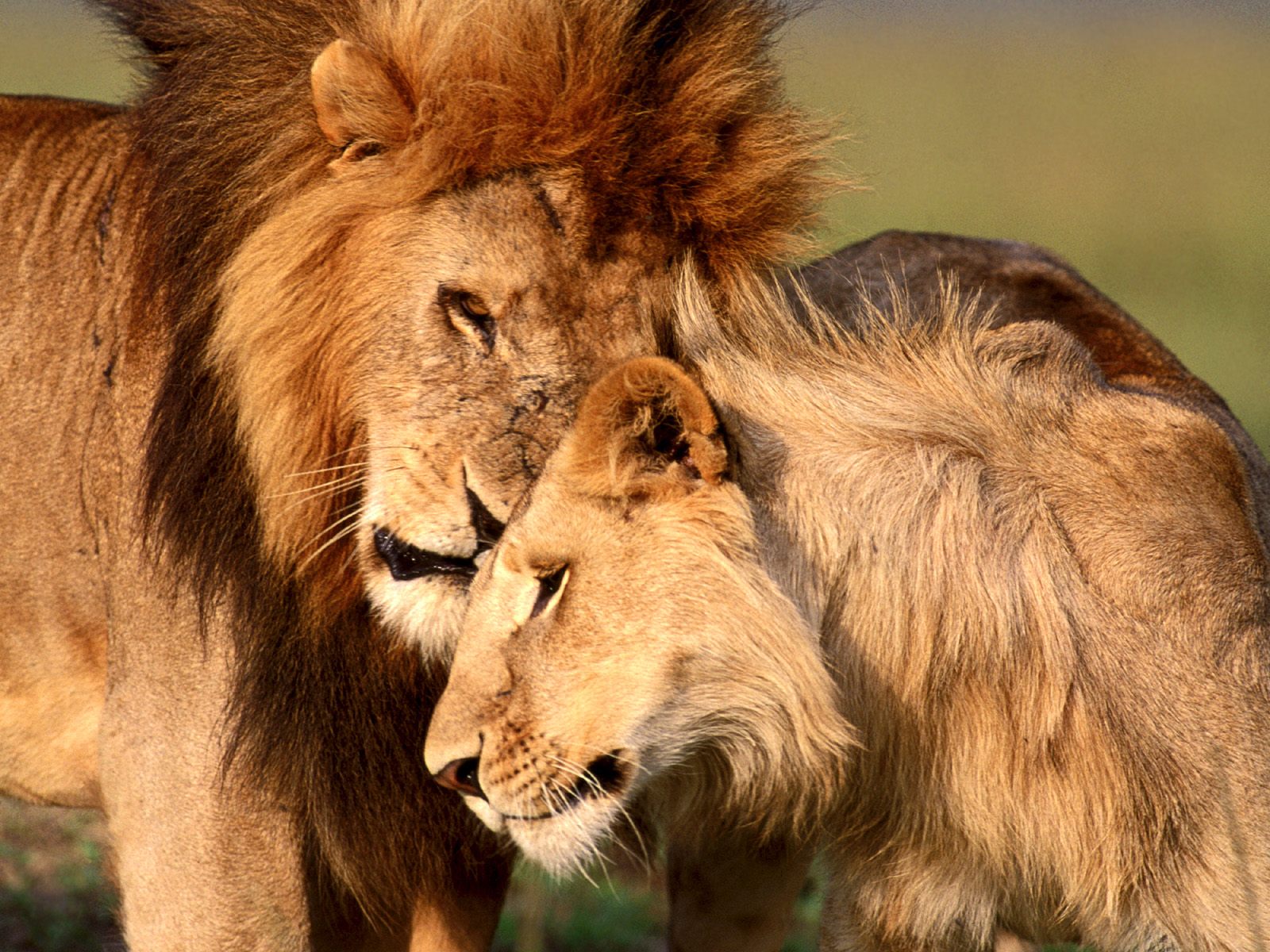 fond d'écran de lion,lion,faune,cheveux,lion masai,animal terrestre