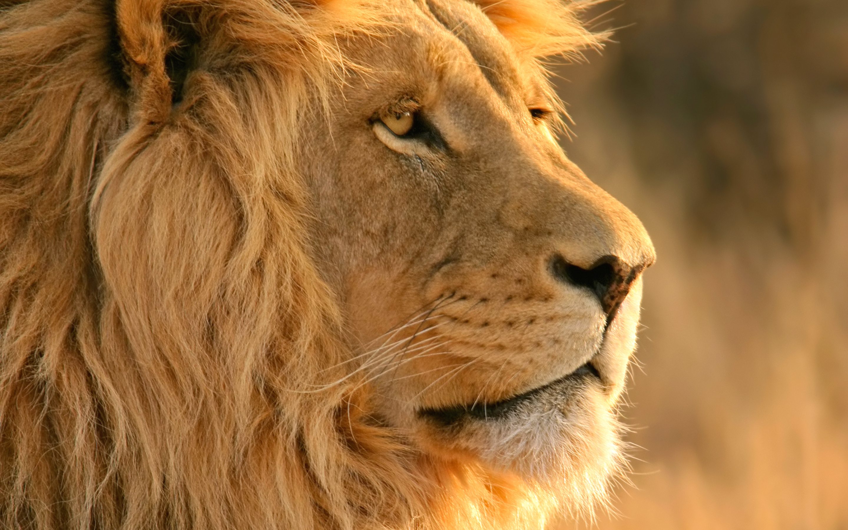 lion desktop wallpaper,mammal,lion,hair,vertebrate,wildlife
