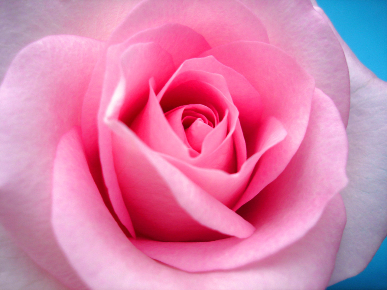 bella carta da parati rosa,fiore,petalo,rose da giardino,pianta fiorita,rosa