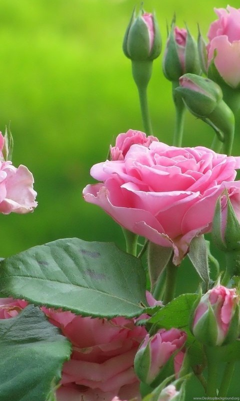 lovely rose wallpaper,flower,flowering plant,pink,plant,petal