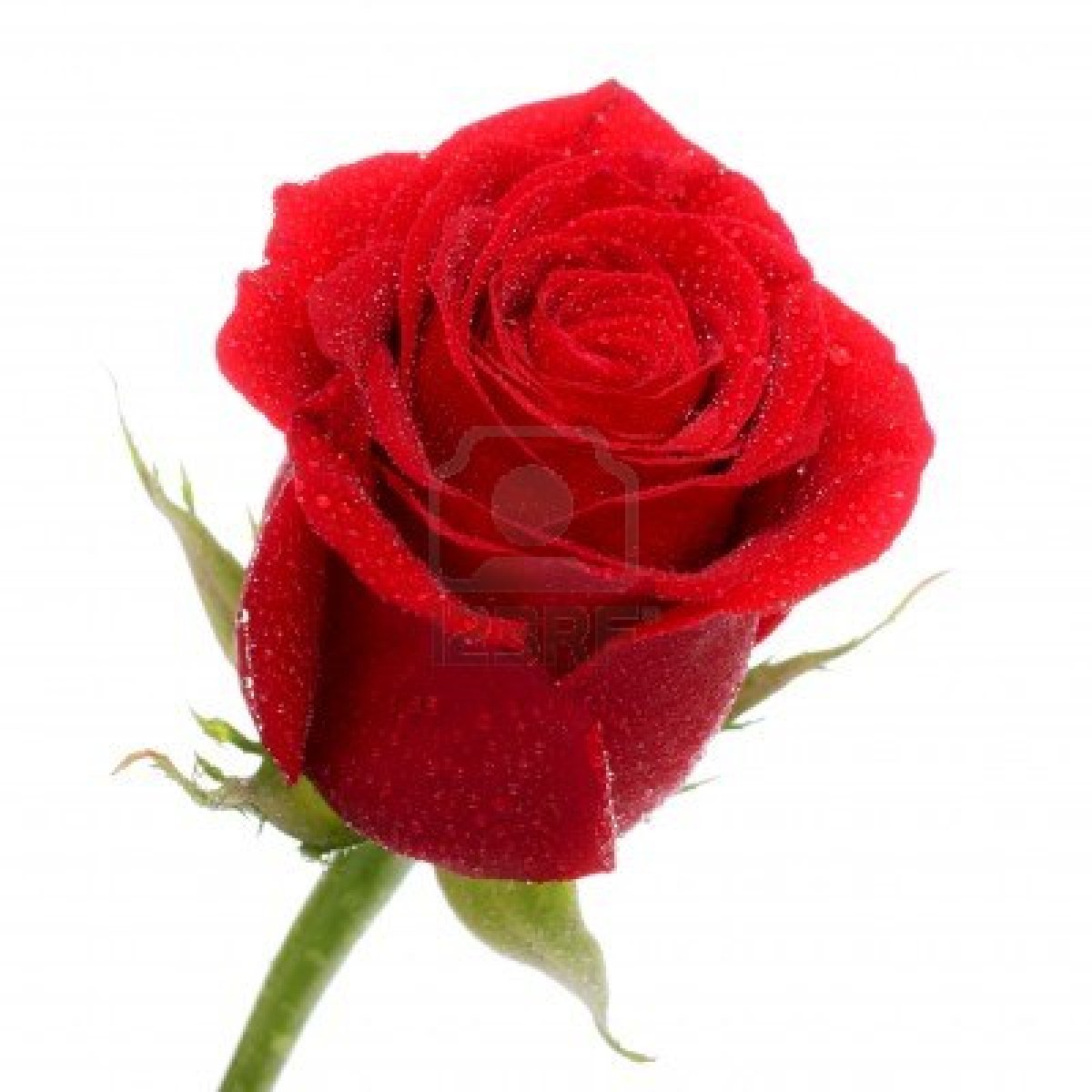 lovely rose wallpaper,red,flower,rose,garden roses,petal