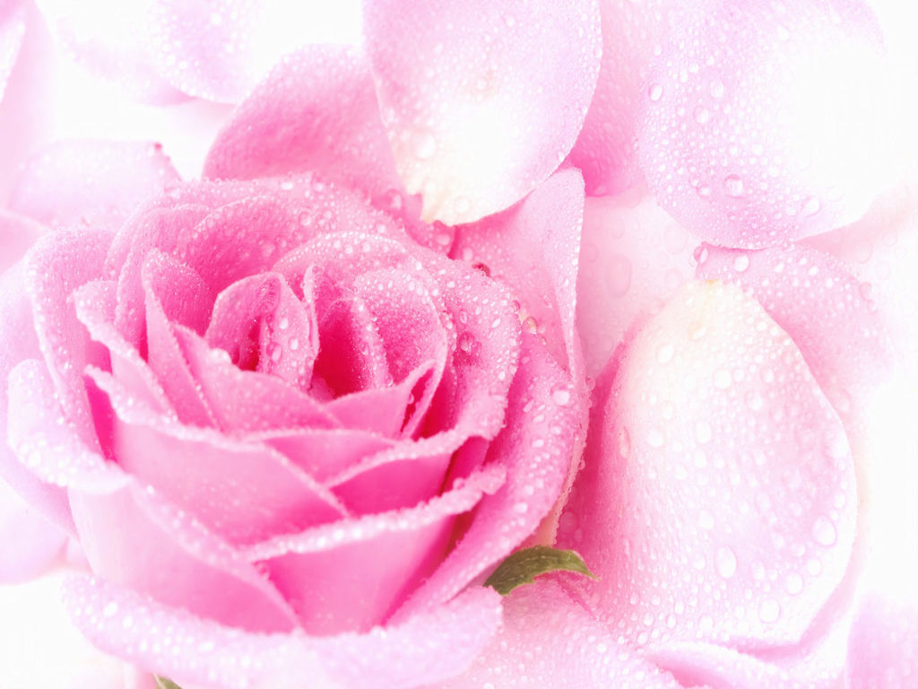 아름다운 장미 벽지,꽃잎,분홍,정원 장미,꽃,로사 센티 폴리아