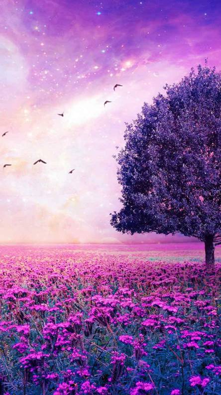 whatsappの素晴らしい壁紙,空,ラベンダー,紫の,自然の風景,バイオレット
