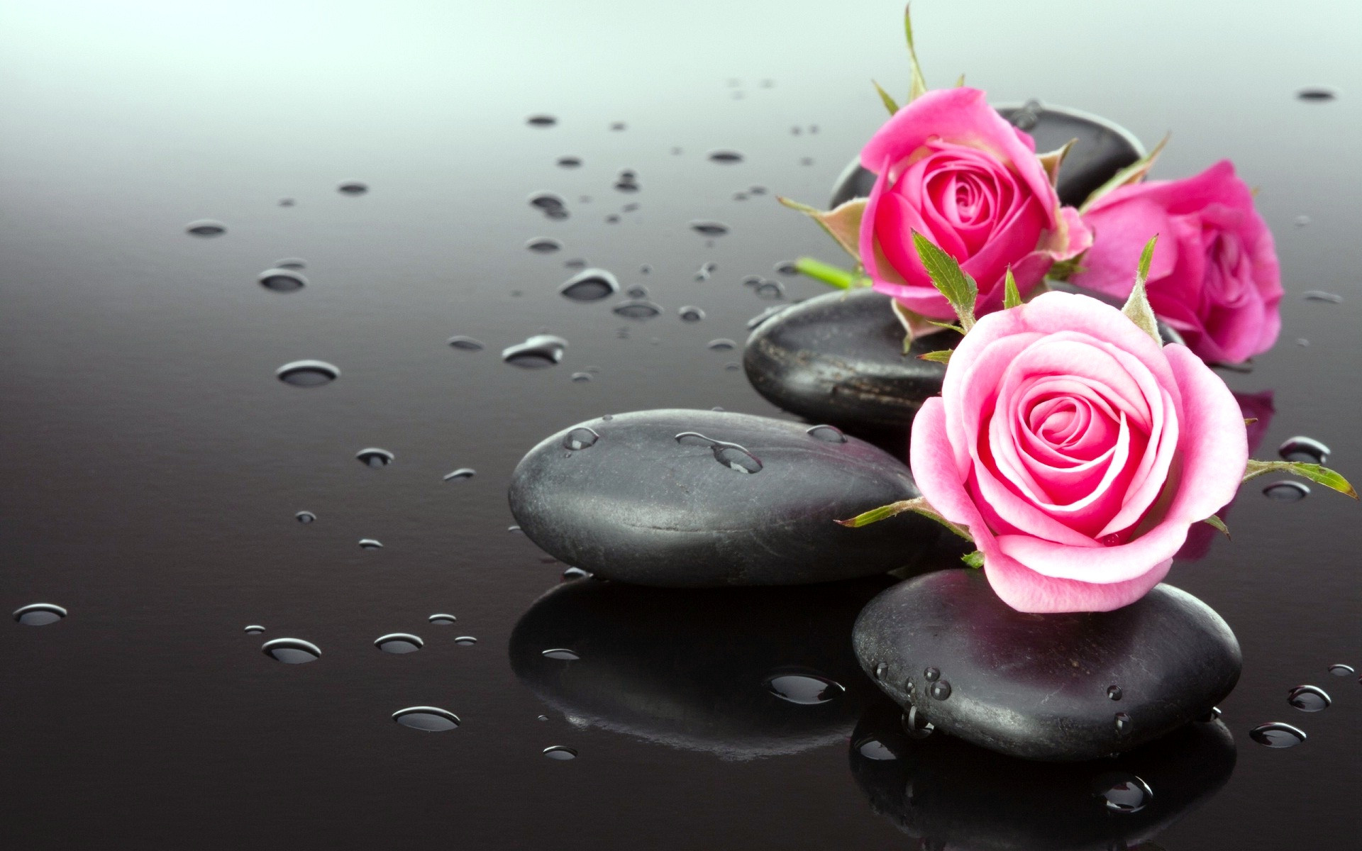 wallpaper of dp,pink,still life photography,flower,petal,water