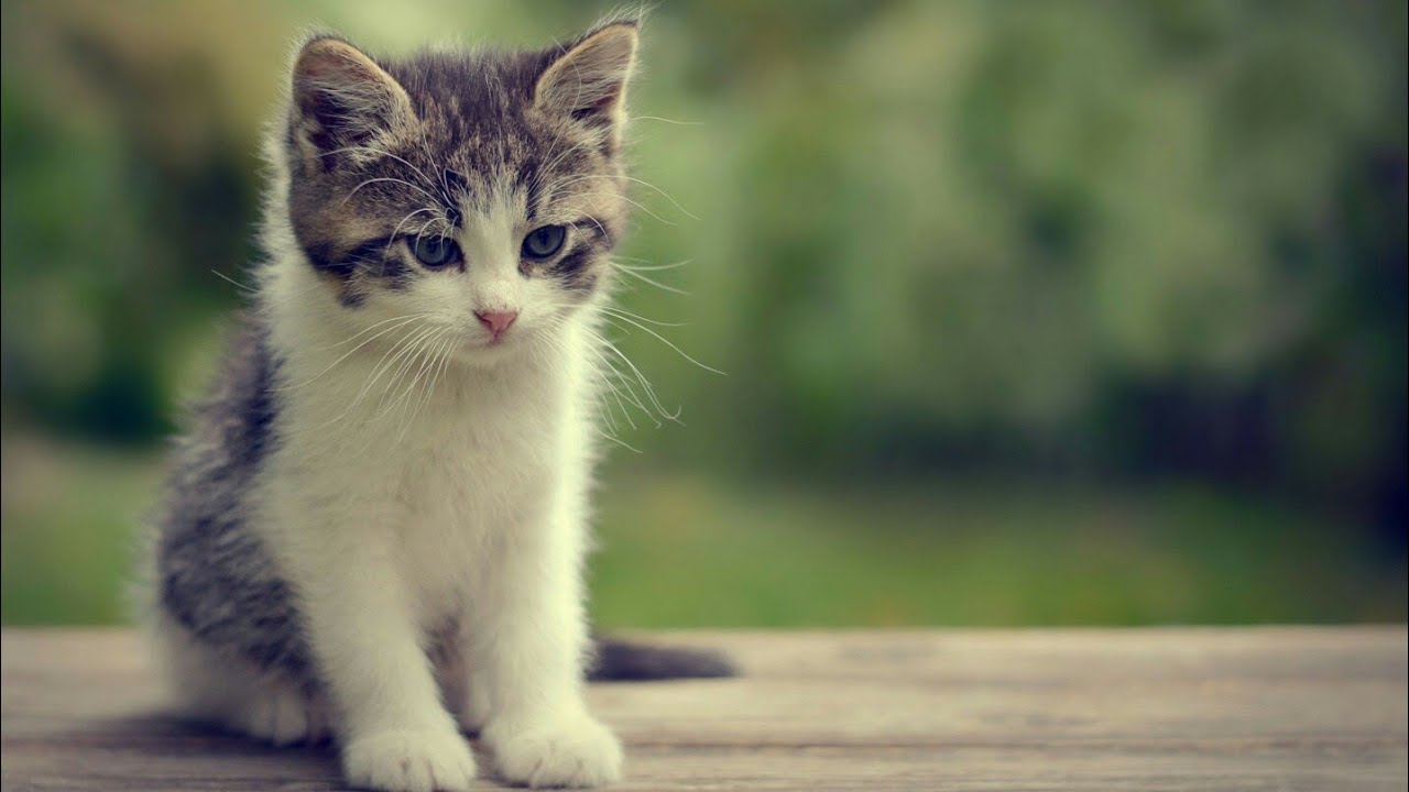 sfondo di stato divertente,gatto,gatti di piccola e media taglia,barba,felidae,gattino