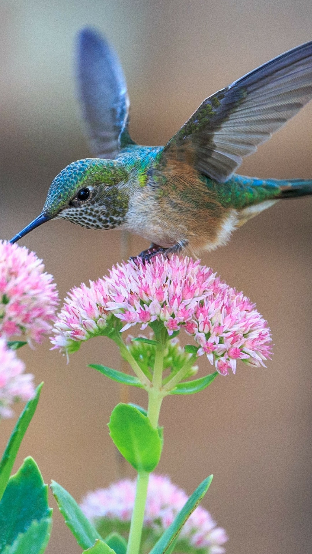 free hd wallpapers for android mobile,hummingbird,bird,rufous hummingbird,beak,plant