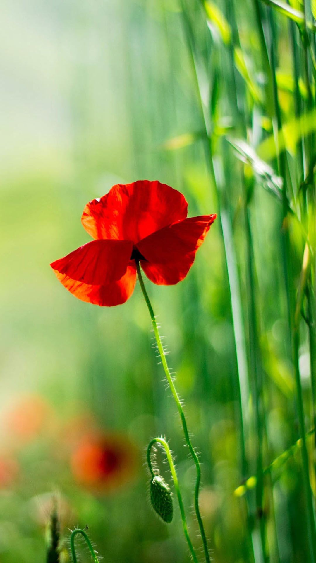 fond d'écran pour smartphone téléchargement gratuit,fleur,plante à fleurs,coquelicot,pétale,plante