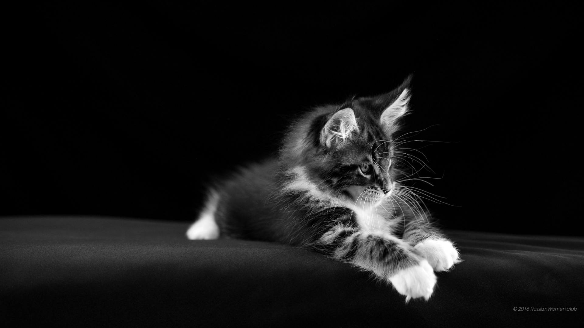 fondo de pantalla para teléfono inteligente descarga gratuita,gato,gatos pequeños a medianos,bigotes,felidae,en blanco y negro