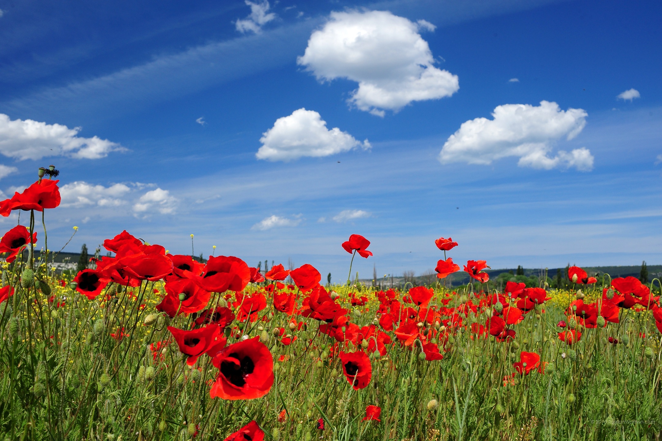 wallpapers for tablets free download,natural landscape,flower,sky,coquelicot,nature